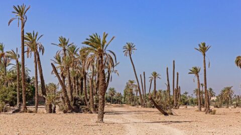 Land Damascus in Marrakech, Morocco