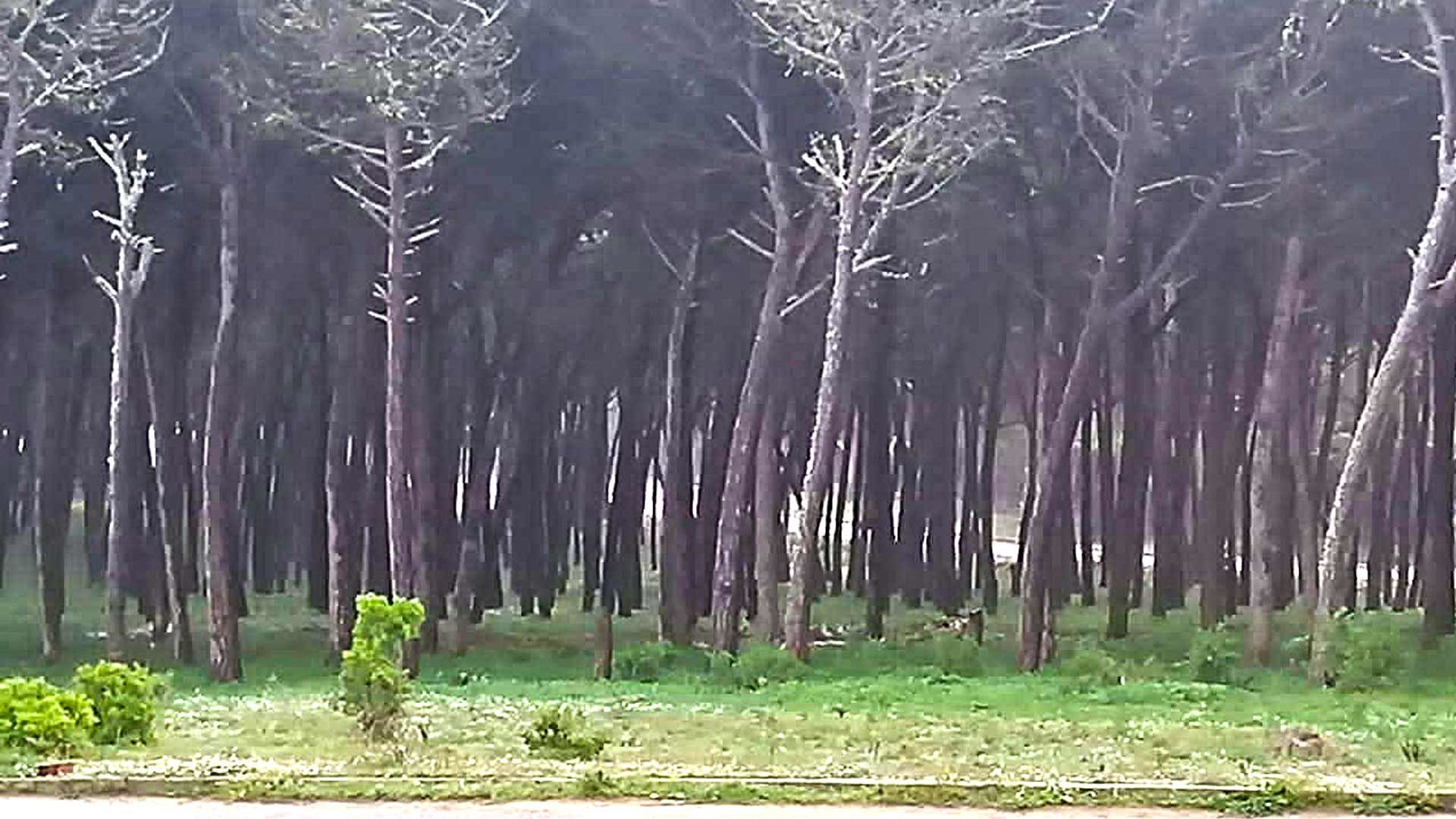 Land Forest in Larache, Morocco