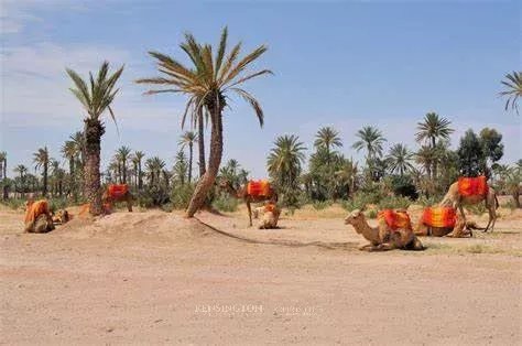 Palm Chic in Marrakech, Morocco