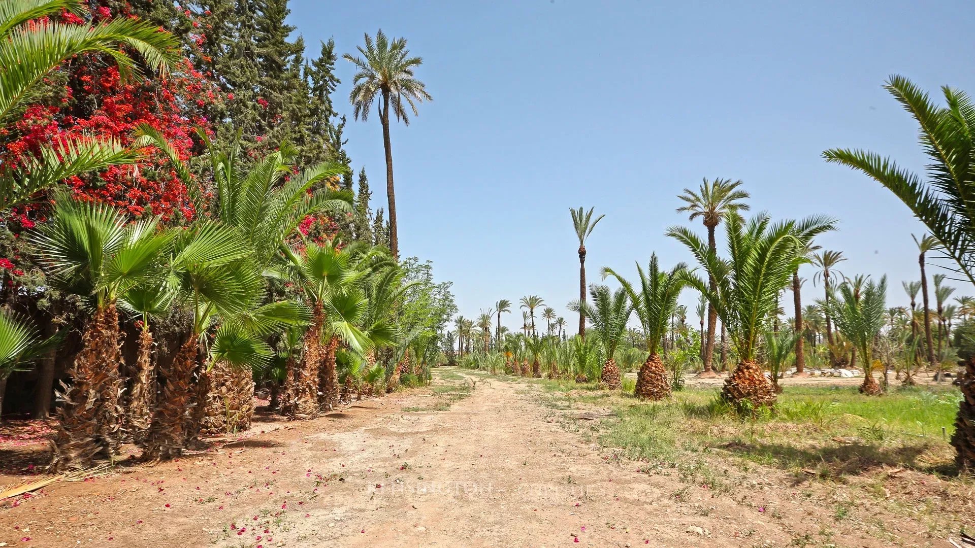 Palmeraie Terrain in Marrakech, Morocco