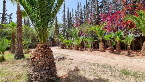 Palmeraie Terrain in Marrakech, Morocco