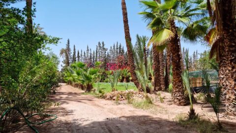 Palmeraie Terrain in Marrakech, Morocco