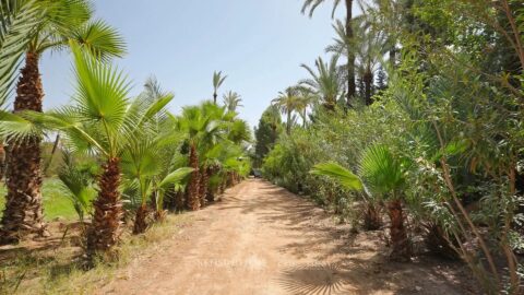 Palmeraie Terrain in Marrakech, Morocco