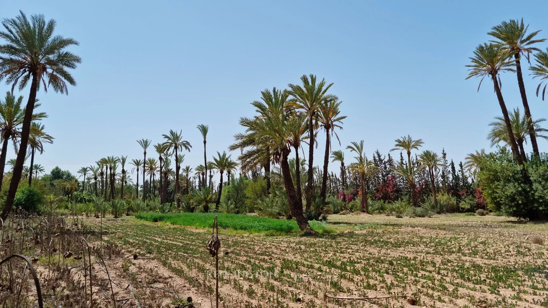 Palmeraie Terrain in Marrakech, Morocco