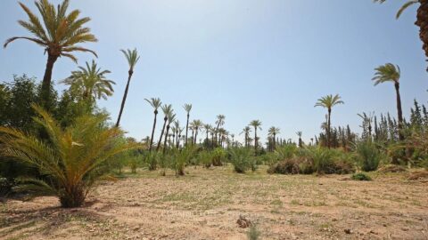 Palmeraie Terrain in Marrakech, Morocco