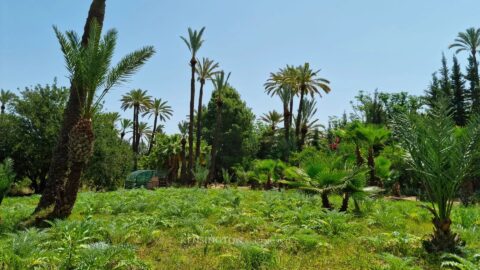 Palmeraie Terrain in Marrakech, Morocco