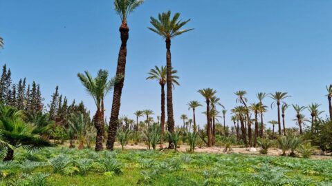 Palmeraie Terrain in Marrakech, Morocco