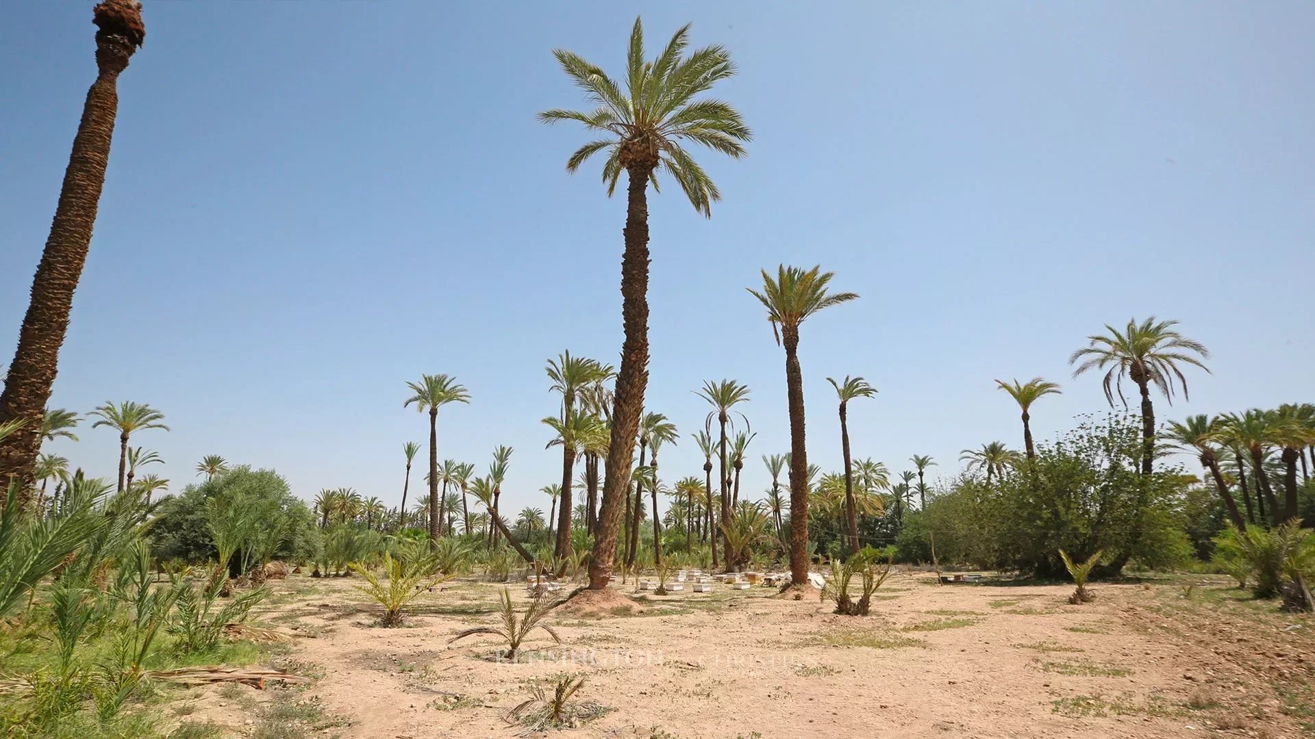 Palmeraie Terrain in Marrakech, Morocco