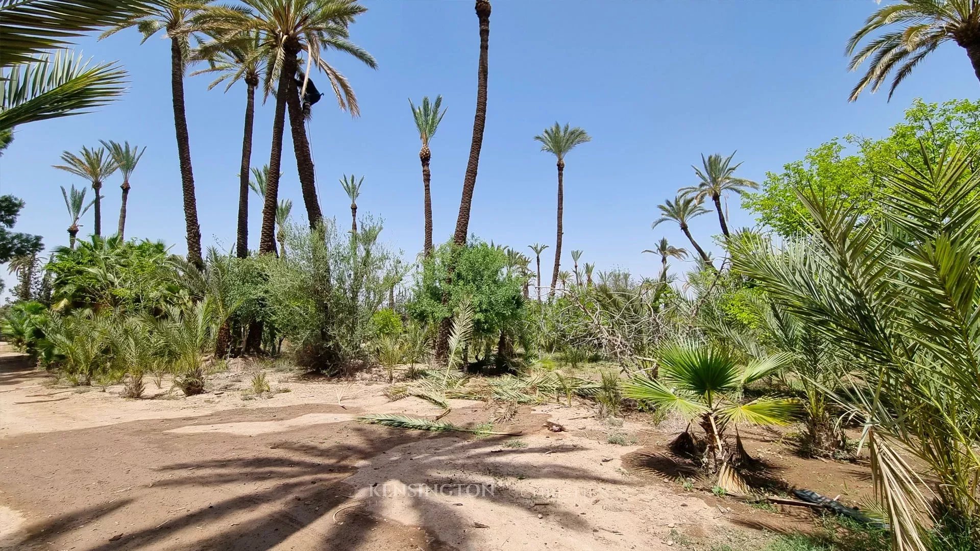 Palmeraie Terrain in Marrakech, Morocco