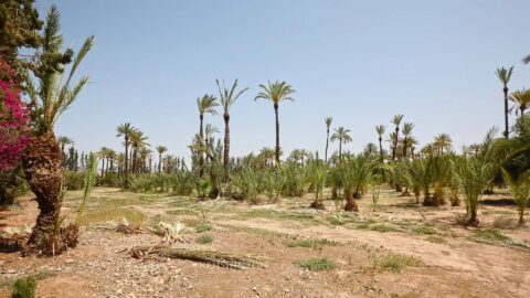 Palmeraie Terrain in Marrakech, Morocco